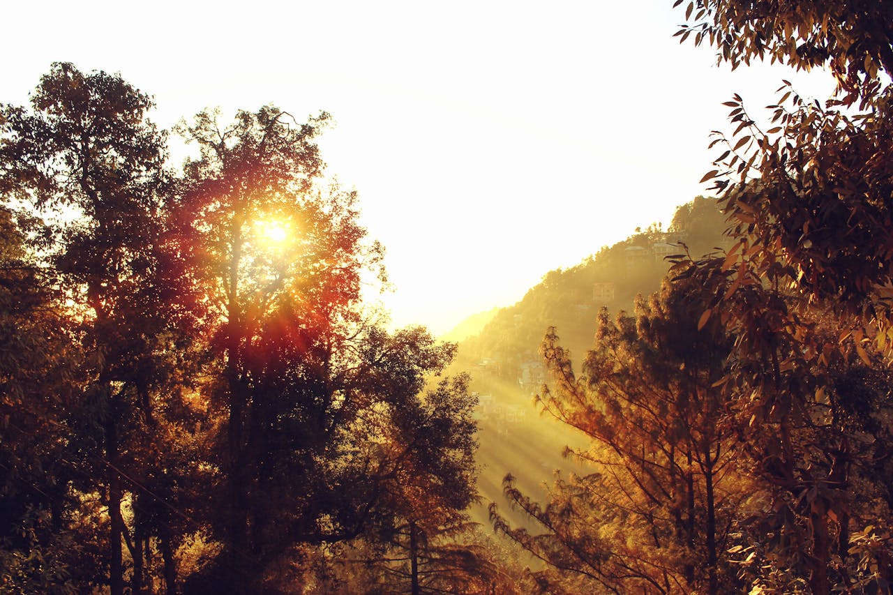 Golden sunset light filtering through forest trees creating a serene natural scene.
